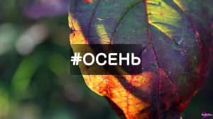 # ОСЕНЬ – золотая сказка природы (Новосибирск) | Релакс, звуки природы