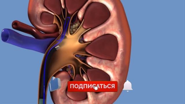 Почки молодеют, чистятся и камни выходят! Смотрите, чем я очищаю почки дома