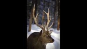 Занятие 30 Благородный олень Изюбр или изюбрь