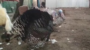 Индюк топчет индюшку//как кричат индюки