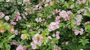 Розочки Крылья Ангела из семян. Бывают и такие розы.