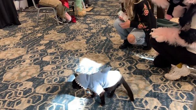 Cat at furry convention (Pawcon2021) смотреть онлайн