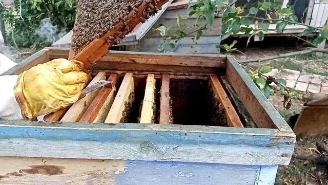 Осмотр и подкормка пчёл в августе. смотреть онлайн