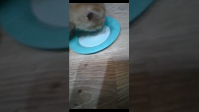 кот/молоко/2недели/пон/рек смотреть онлайн