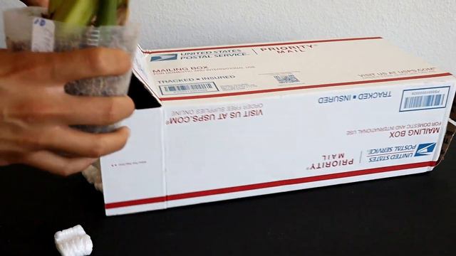 Orchid Unboxing: Coelogyne species from orchids-forever on eBay смотреть онлайн