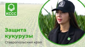 Защита кукурузы в Ставропольском крае