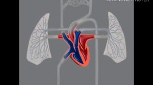 Малый и большой круг кровообращения