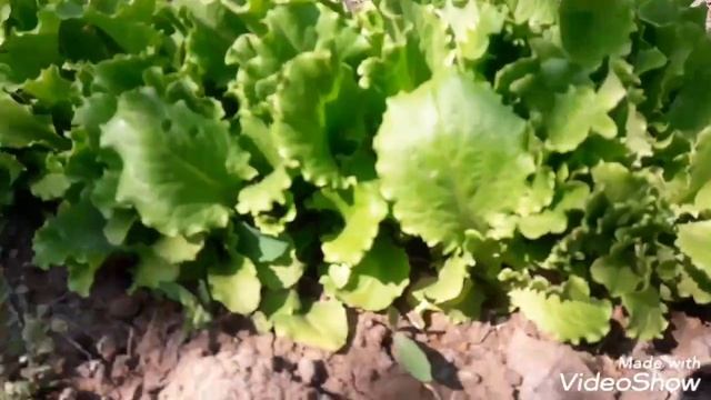 Пересадка стрелиции. смотреть онлайн