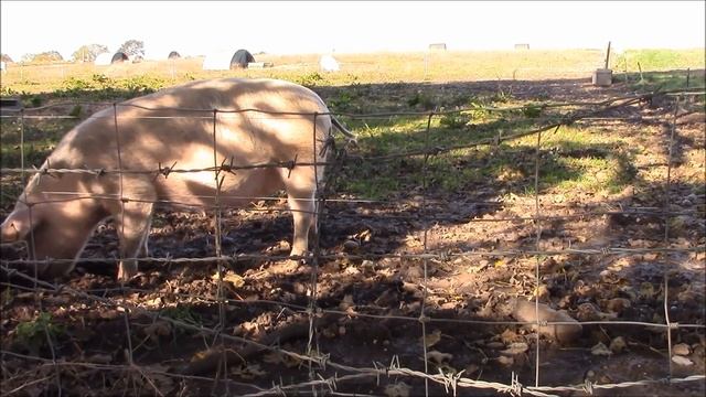 Звук свиньи, хрюканье свиньи, голос свиньи