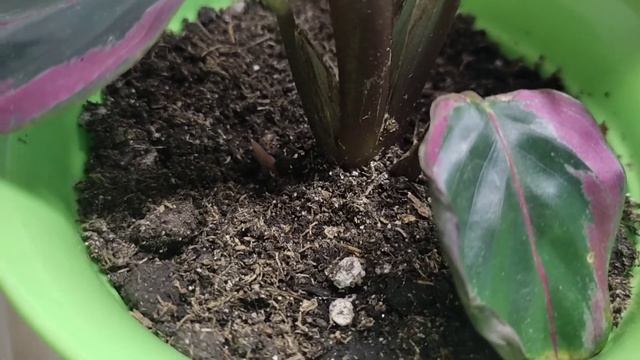 Начало цветения Кротона. #кротон #цветениекротона смотреть онлайн