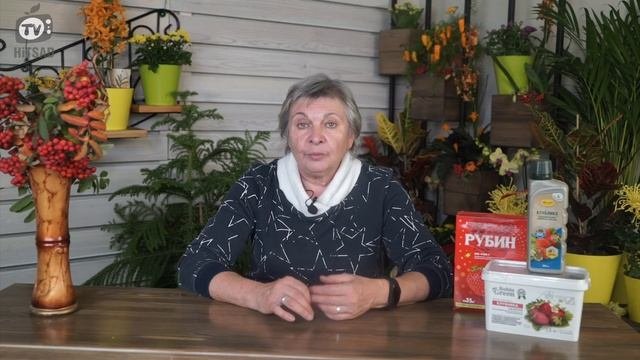Укрывать Ли Землянику На Зиму ? Советы По Уходу За Садовой Земляникой ?