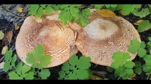 Лес есть, грибов нет.