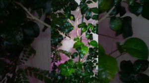 День-УДОБРЕНЬ 😃! Удобрение Муррай по листу.