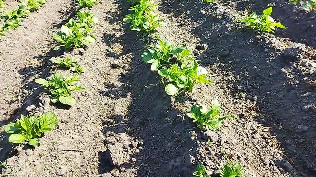 картоха после 2 обработки Лазуритом смотреть онлайн