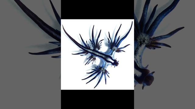 The Blue Glaucus🍃 Unbelievable fish #education #gems #rare #uncharted #animal #animals #fish