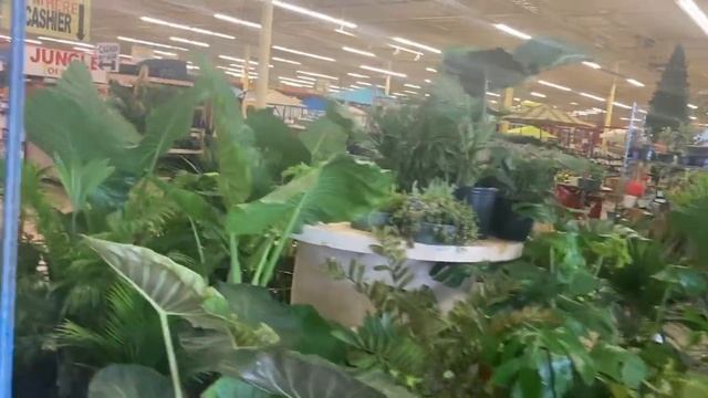 What's in The Jungle Today? смотреть онлайн