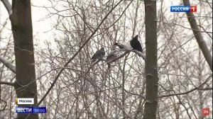 Чем и как кормить птичек зимой.