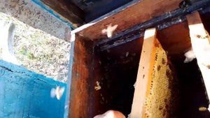 Вторая обработка от клеща в улье № 9 через  17 дней после создания отводка .