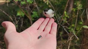 Челябинск. Беличье и птичье царство в  парке им.Гагарина. 21.09.2021г