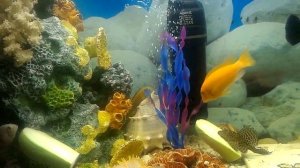 Кабачок - лучший корм для аквариумных цихлид. Сом, цихлазомы, малави, елоу