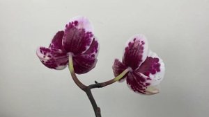 Орхідея фаленопсис Phal. Yaphon Black Butterfly big lip (Яфон Блєк Батерфляй біг ліп)