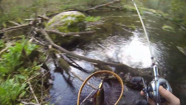 Крупная ручьевая форель. Stream Fishing. Ленинградская область.