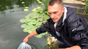 Запуск стерляди, русско-ленского осетра и бестера в дачный пруд.