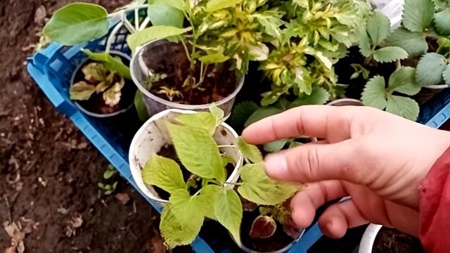 Актинидия, Безумно Вкусная Ягода. смотреть онлайн