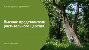 Высшие представители растительного царства