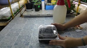 ???САМЫЙ ПРОСТОЙ СПОСОБ ПОСЕВА ТОМАТОВ НА РАССАДУ ! Выращивание из семян