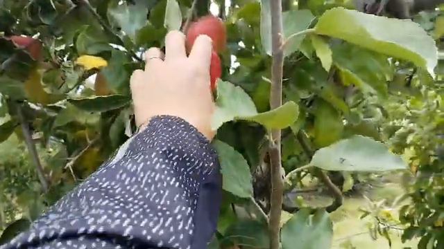 Таких ФЕРМ, вы ещё НЕ ВИДЕЛИ. Чего только НЕТ!