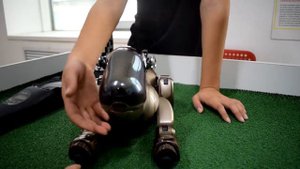 Карим на выставке роботов.Роботы. Собачка Aibo. Robot Aiboю.