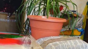 Пересадка Нолины - Слоновья нога