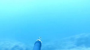 Встреча с дельфином под водой