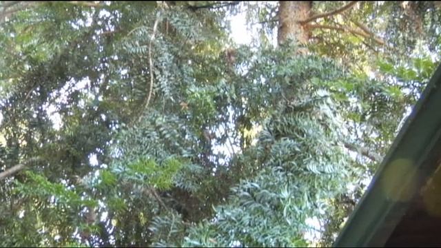 Mitigating a Codominant Lead: Araucaria Bidwillii - Prune Like a Pro смотреть онлайн