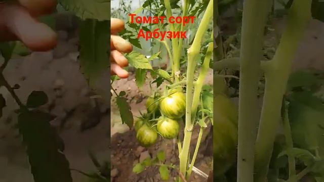 ТОМАТ АРБУЗИК Помидоры Арбузики полосатые Томат арбузный