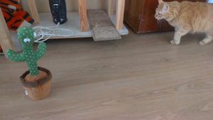 Танцующий кактус и коты)))). Делаю массаж котам