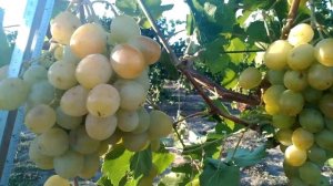 Виноград Синдикат