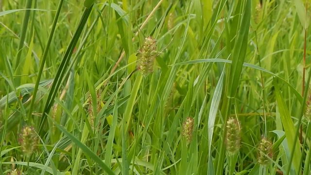 ムラサキエノコログサ　光の丘 смотреть онлайн