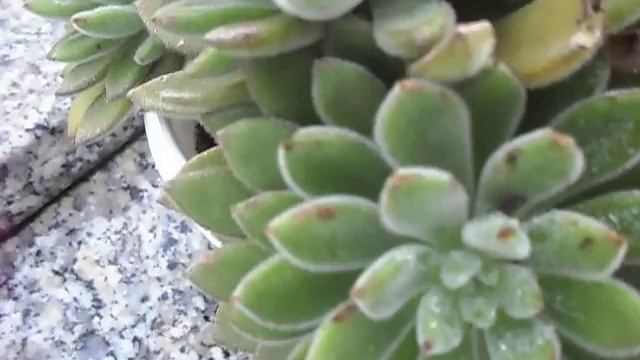 echeveria leuchotricha смотреть онлайн