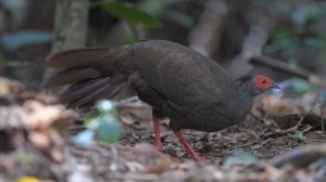 Silver Pheasant (Female) (Lophura nycthemera annamensis) I Gà Lôi vằn (Mái) (Vietnamese)