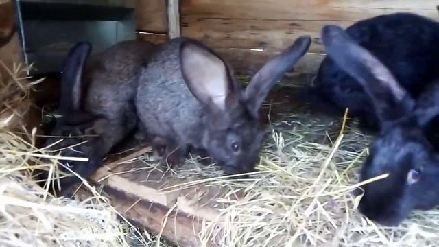 Из рациона КРОЛИКОВ убрал ТРАВУ смотреть онлайн