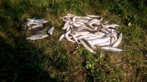 Рыбалка в Кучуково