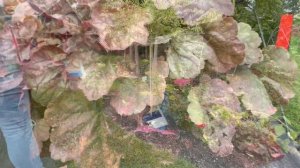 Planting 50% off Heuchera: Pink Panther, Apricot and Carmencita 💗