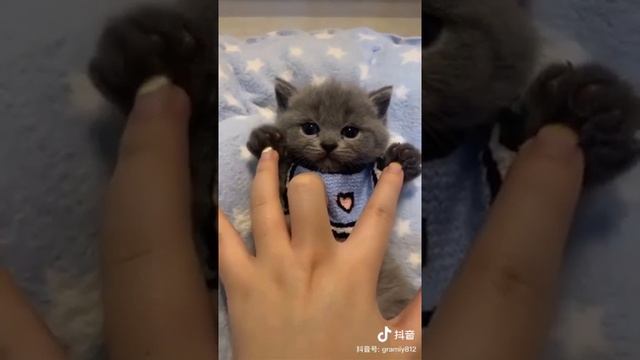 ПУШИСТОЕ ЛИЦО  Милый и маленький котёнок лежит  A cute and small kitten is lying