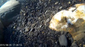 морская креветка