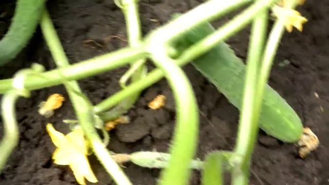 Выращиваем огурцы.Длинноплодный китайский Зеленый нефрит смотреть онлайн