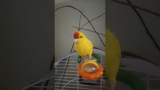 Какарик Кеша , помогите определит пол) смотреть онлайн