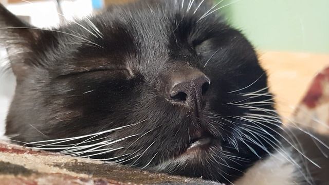 Кот Бисмарк. Дневной сон. смотреть онлайн