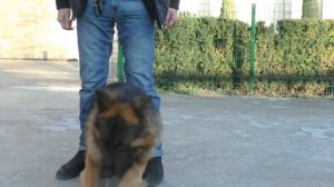 Дрессировка ГРАНДА. Немецкая Овчарка 1 год 8 мес.Trained German shepherd. Одесса."